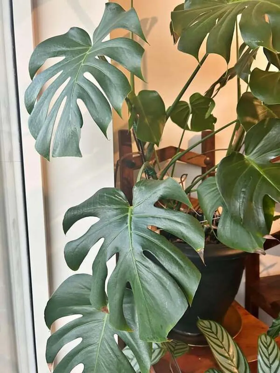 Big and beautiful Monstera Plants for Sale - Image 2
