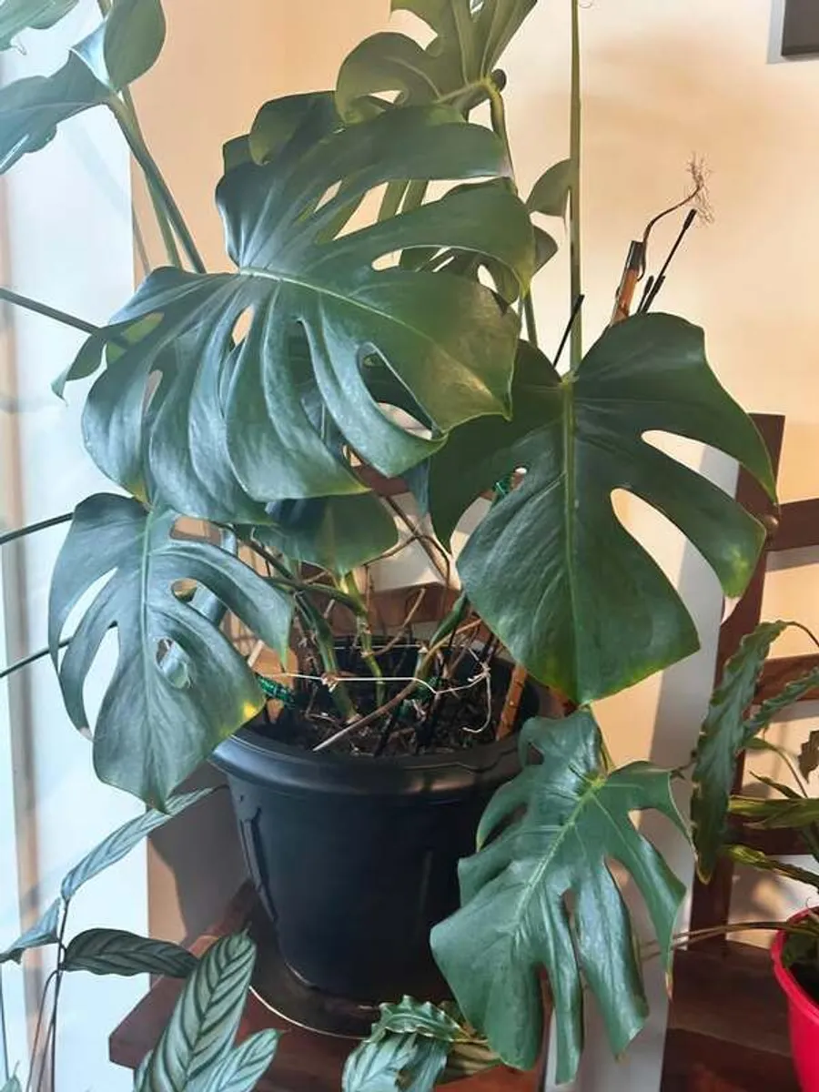 Big and beautiful Monstera Plants for Sale - Image 3