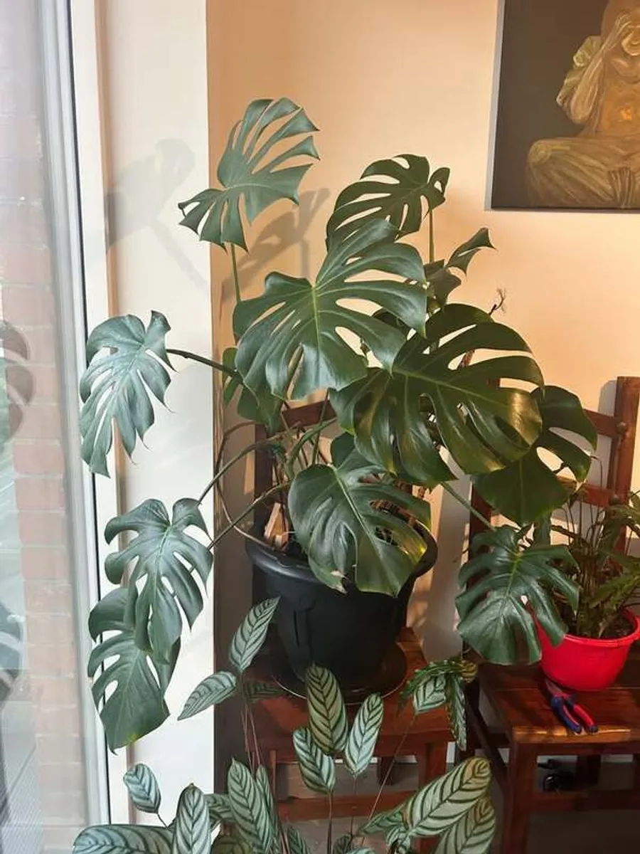 Big and beautiful Monstera Plants for Sale - Image 4