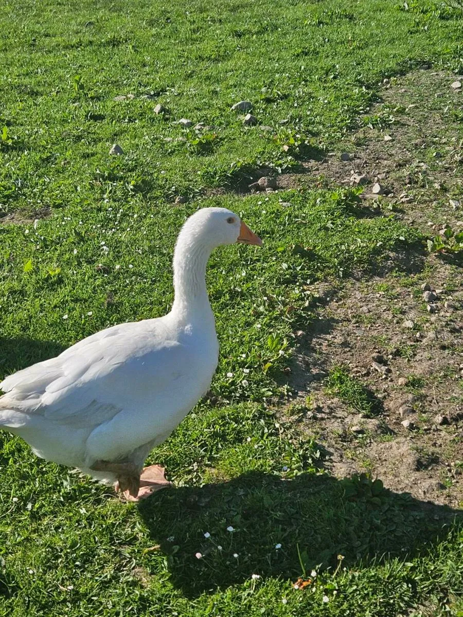 Goose and two ducks - Image 1