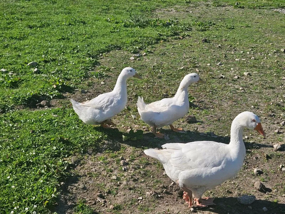 Goose and two ducks - Image 3