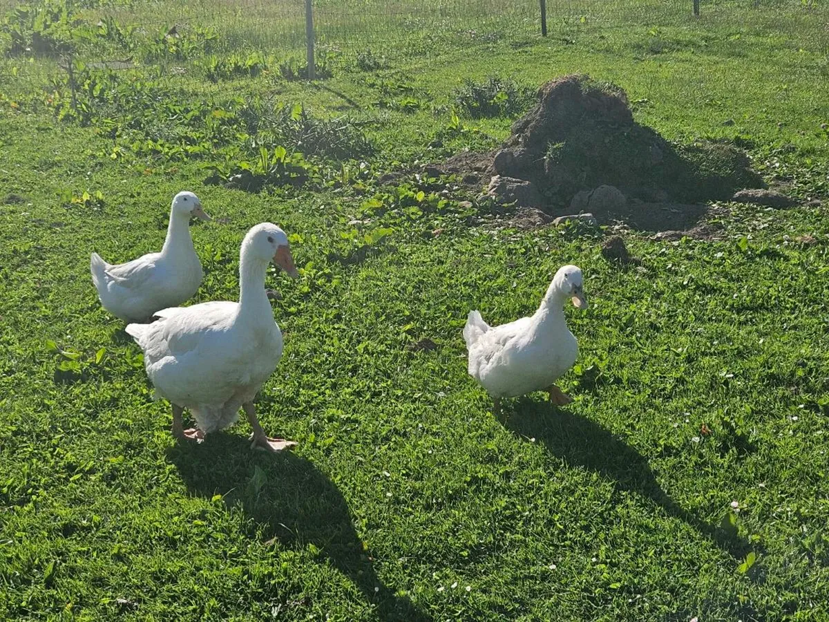 Goose and two ducks - Image 4