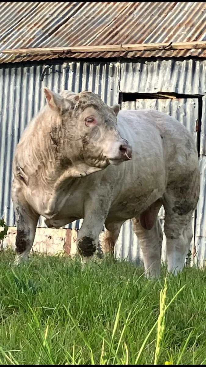 5 Star Pedigree Charolais Bull - Image 4