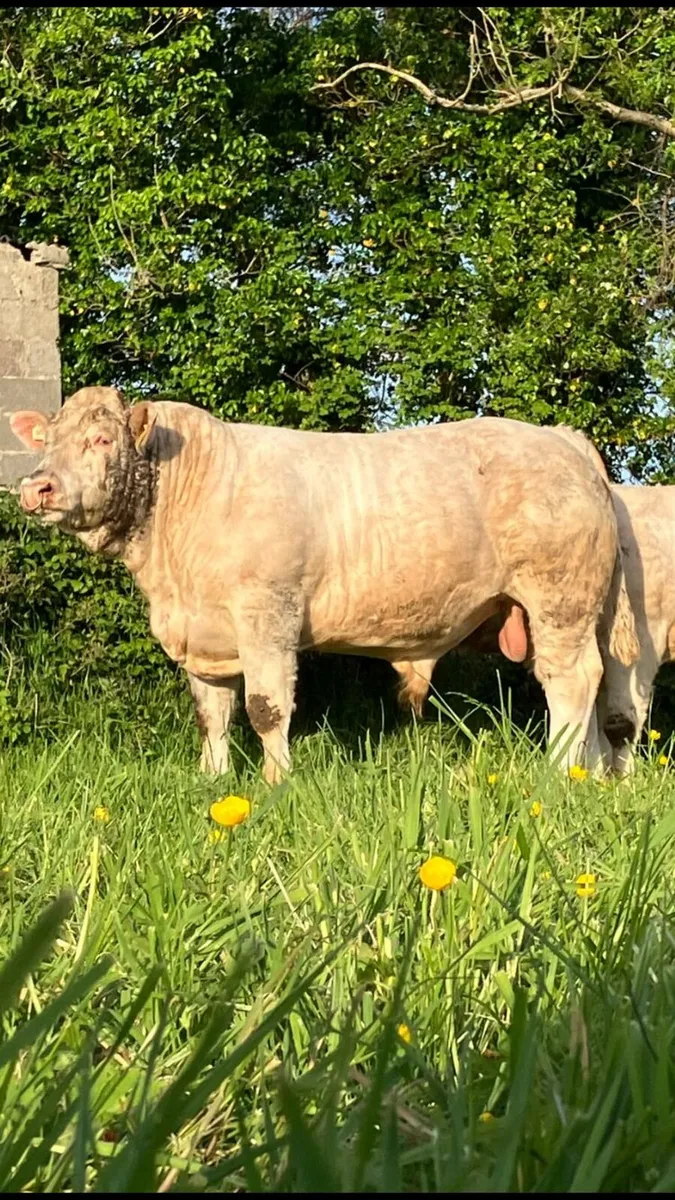 5 Star Pedigree Charolais Bull - Image 1