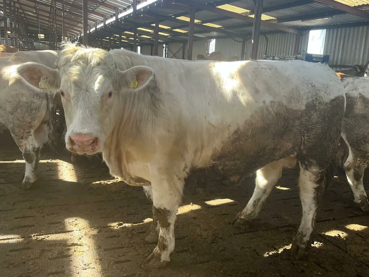 20 Beef Bullocks Enniscorthy Mart Tuesday 20th May - Image 1