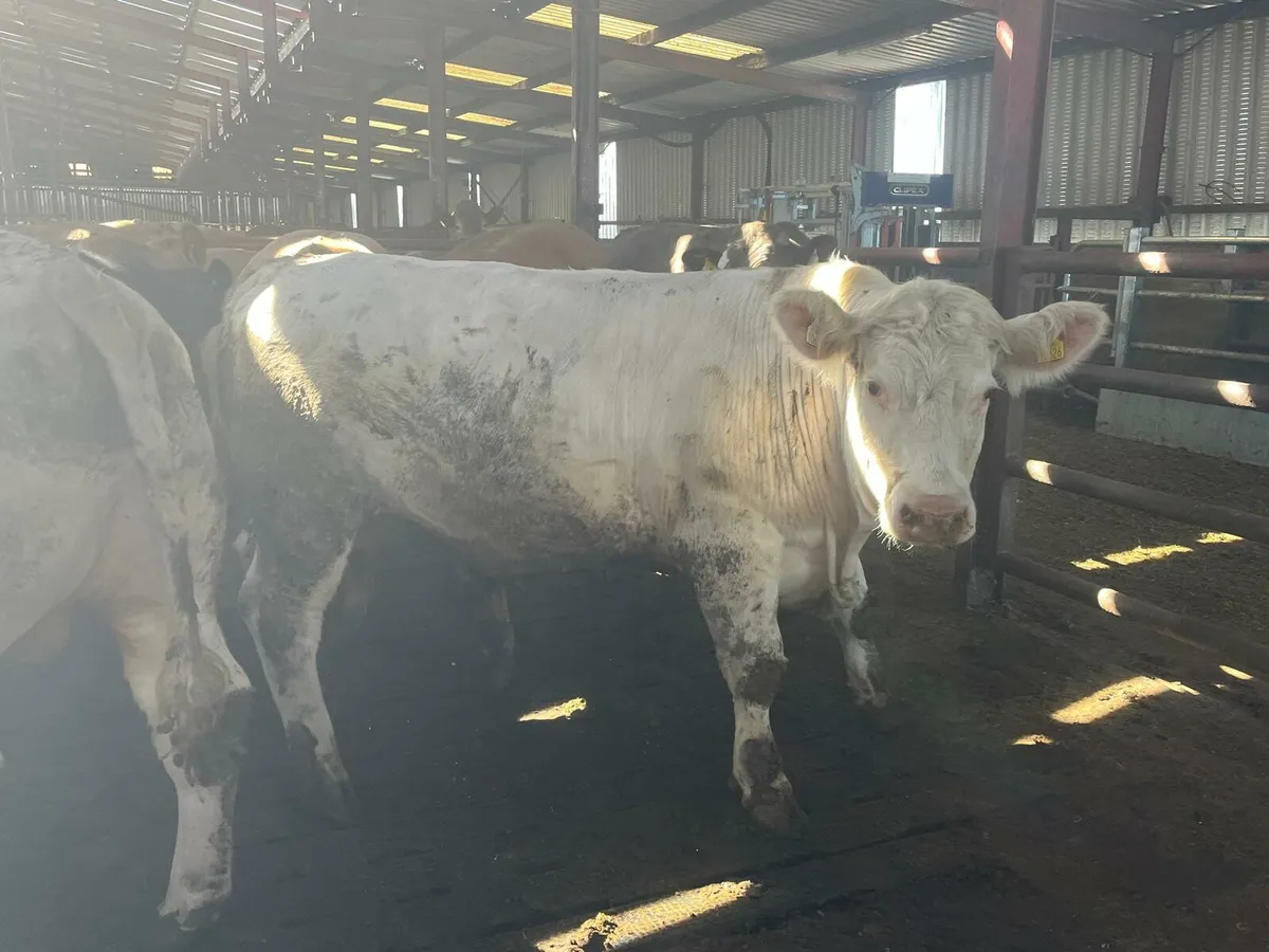 20 Beef Bullocks Enniscorthy Mart Tuesday 20th May - Image 2
