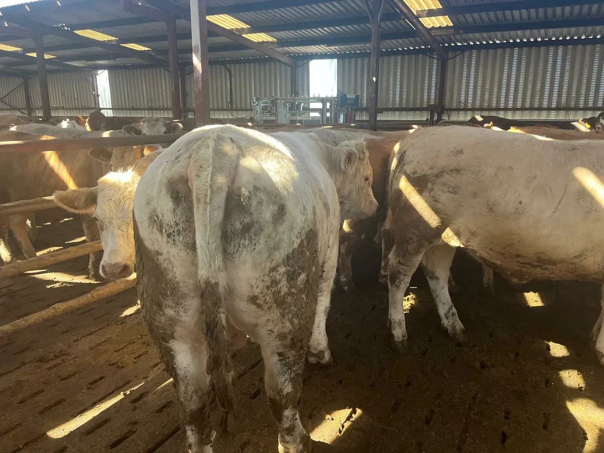 20 Beef Bullocks Enniscorthy Mart Tuesday 20th May - Image 3
