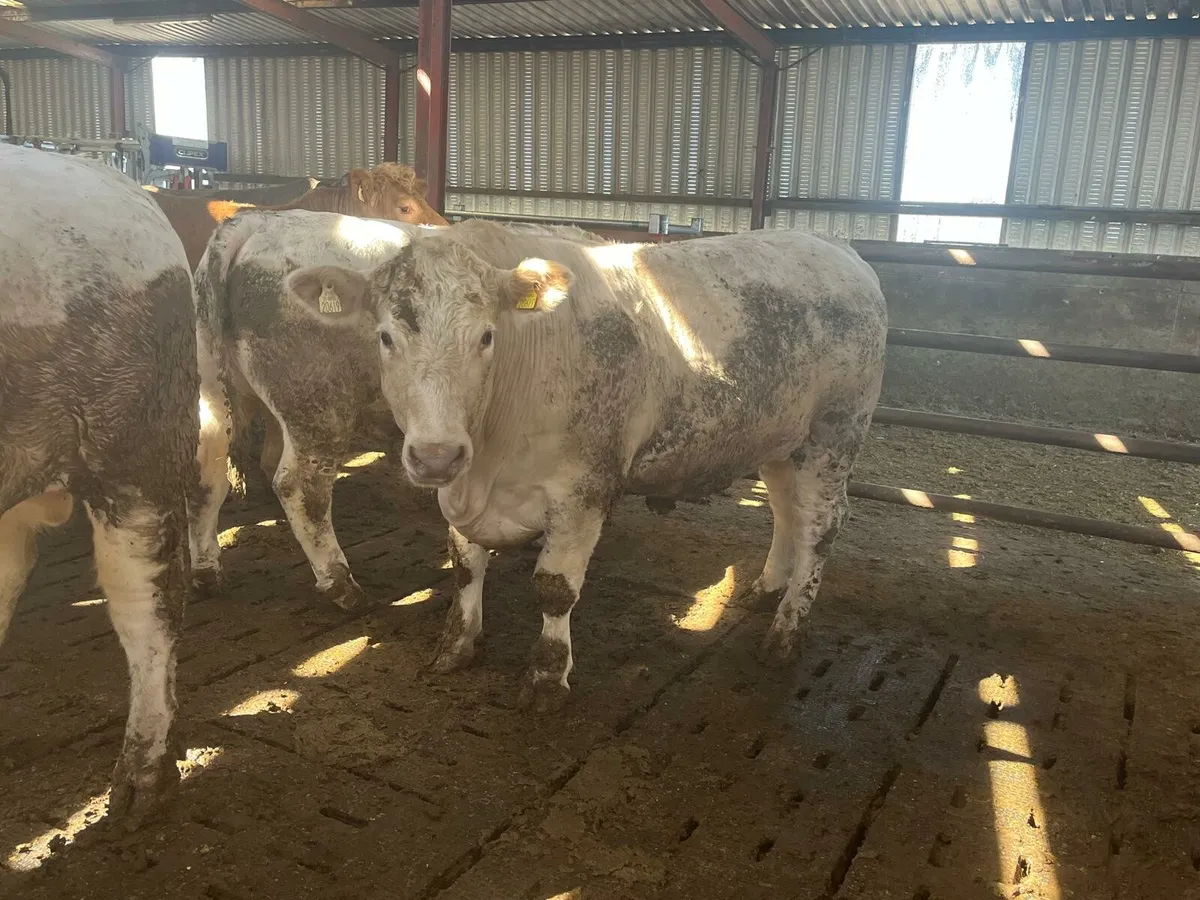 20 Beef Bullocks Enniscorthy Mart Tuesday 20th May - Image 4