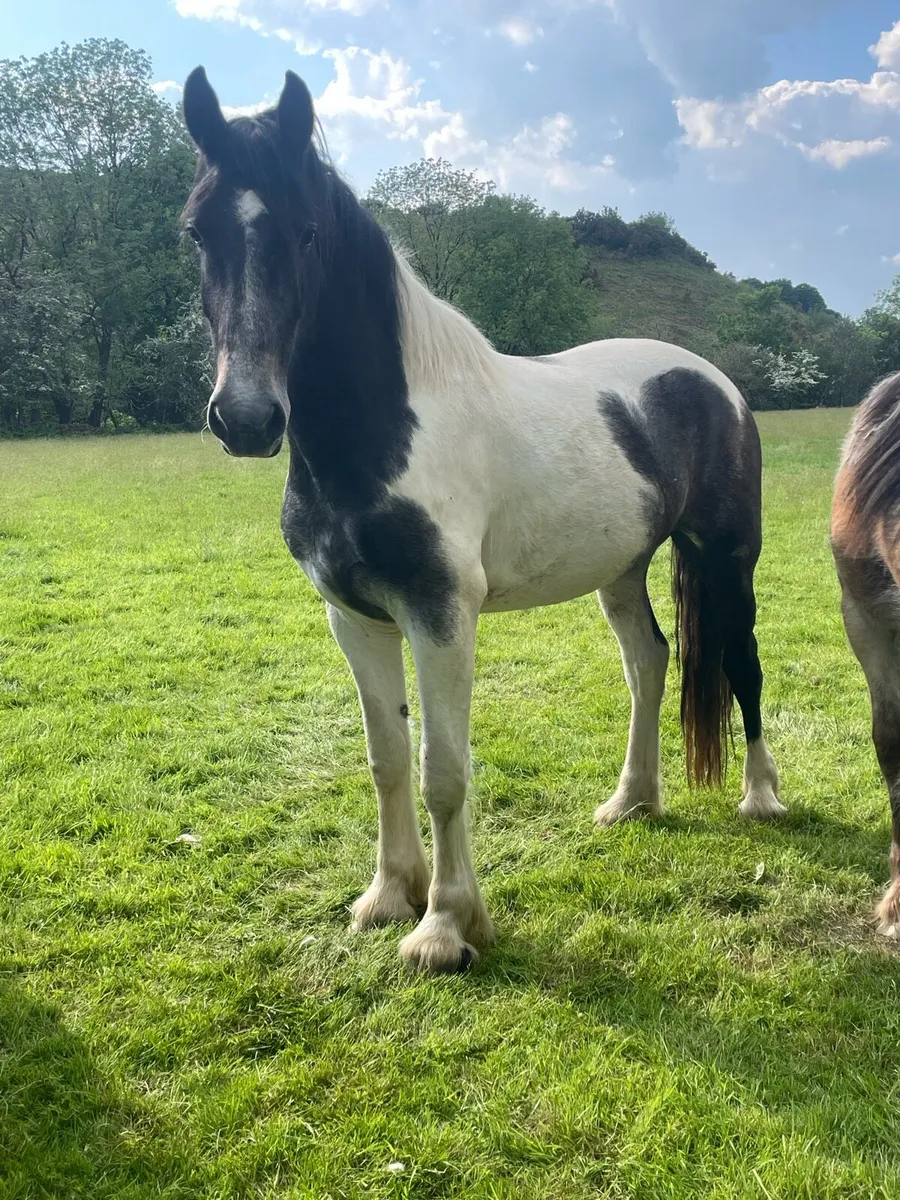 3 year old gelding - Image 1