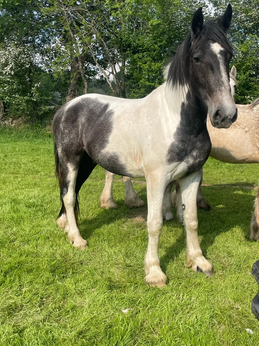 3 year old gelding - Image 2