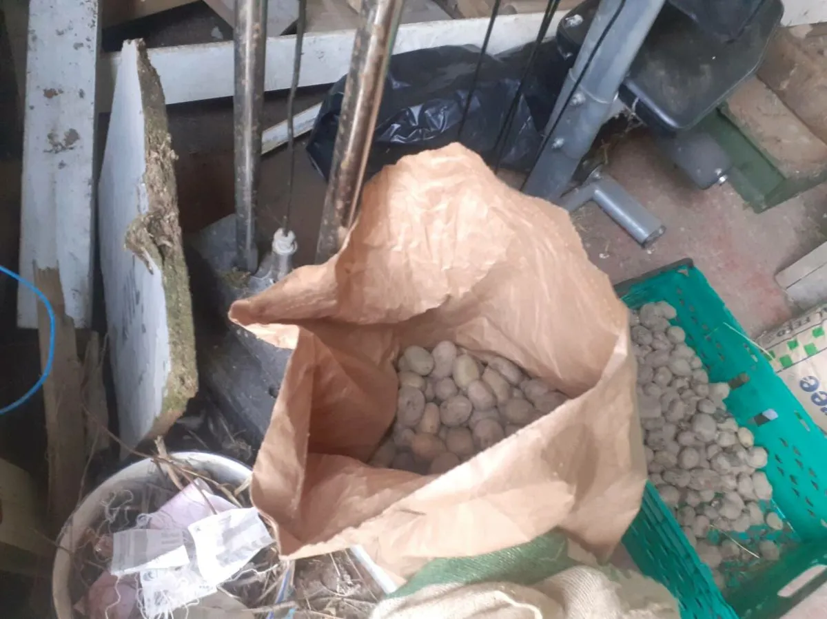 Organic seed potatoes - Image 1