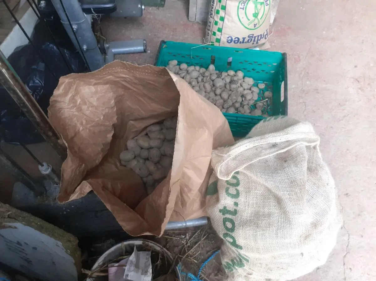 Organic seed potatoes - Image 2
