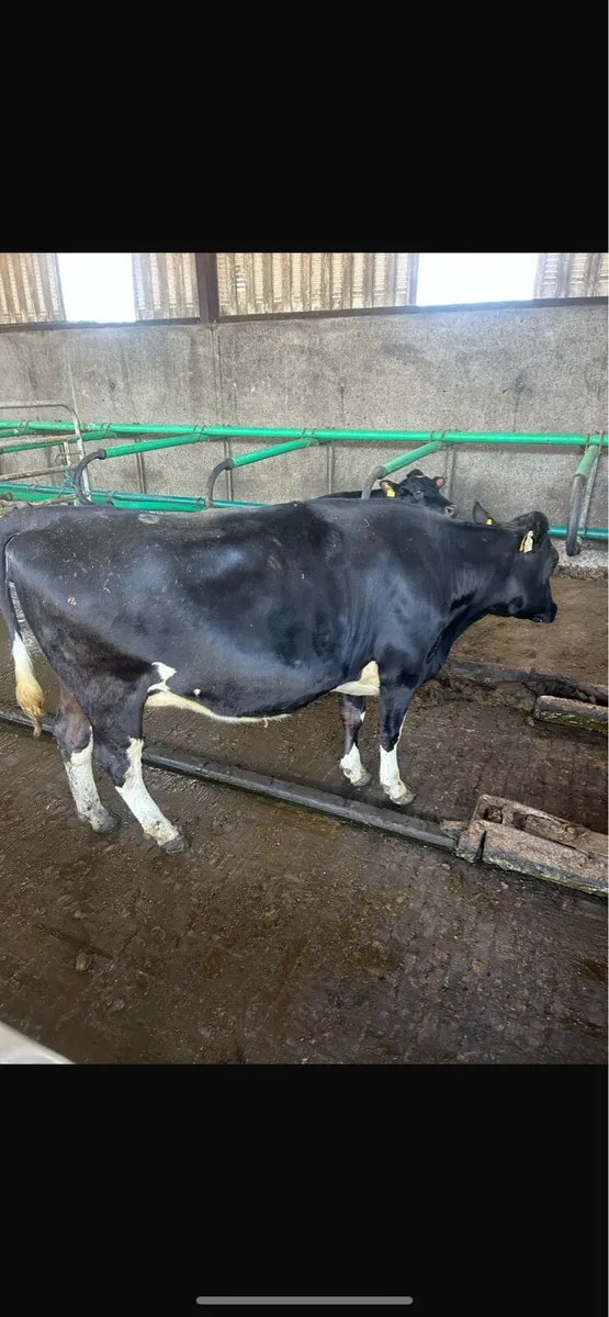 Super incalf heifer - Image 1
