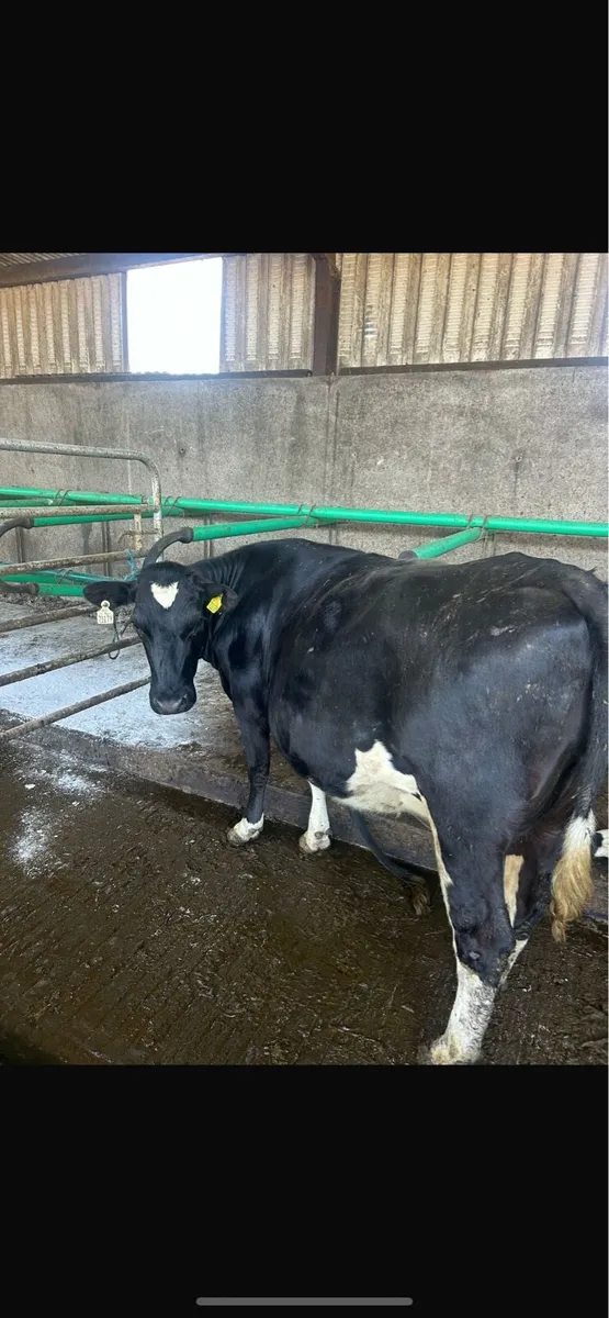 Super incalf heifer - Image 2