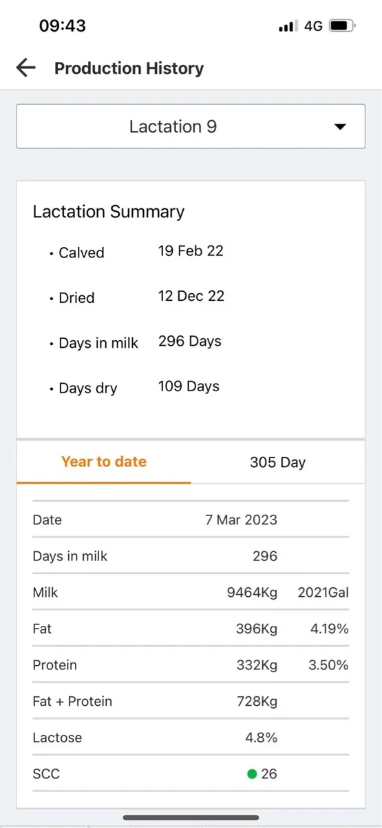 Super incalf heifer - Image 3