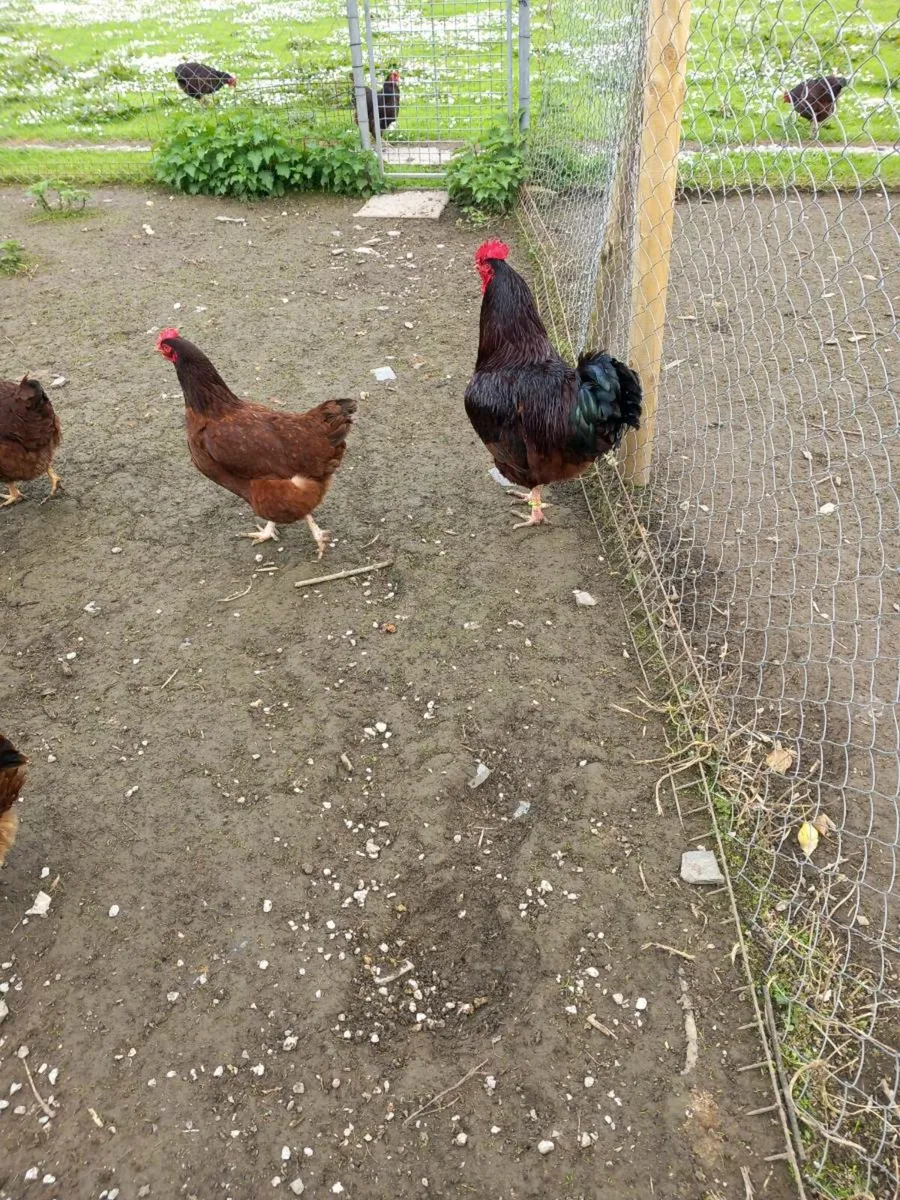 Myshall poultry sale 25th may - Image 1