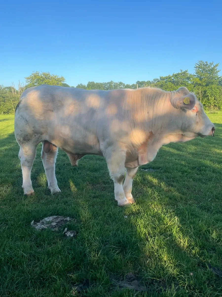 Charolais bull - Image 1