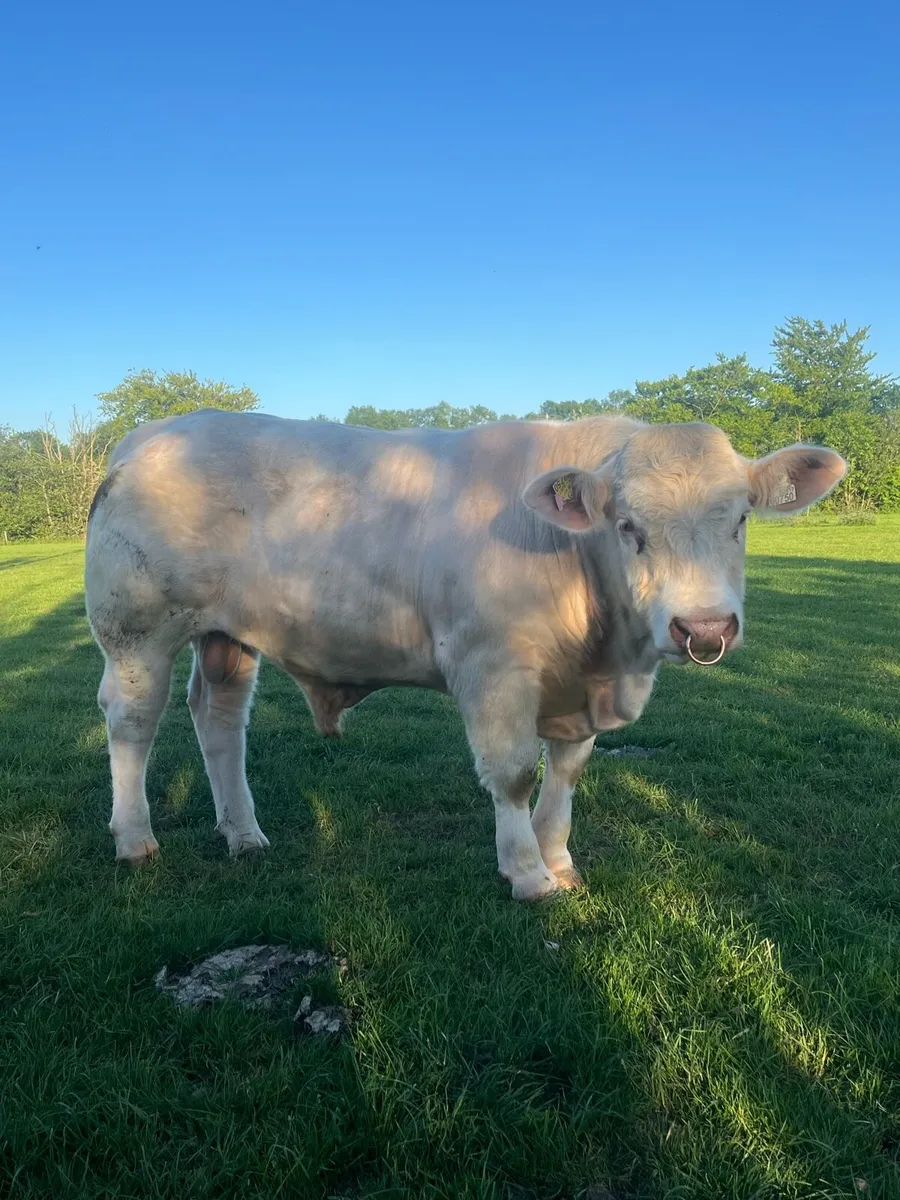 Charolais bull - Image 2
