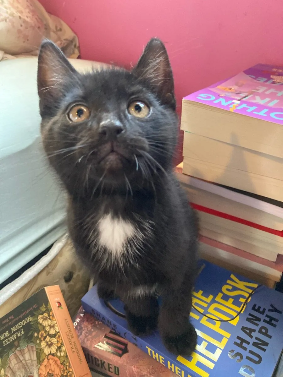 Kittens! - Image 1