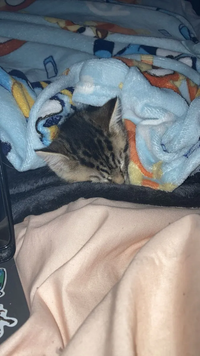 Kittens! - Image 4