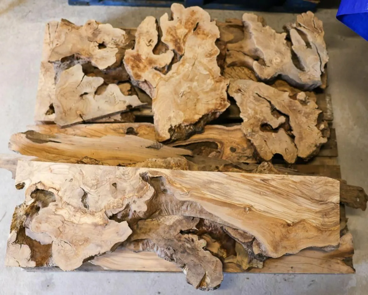 Olive Russian Burl, Turkish Olive & Walnut slab - Image 3