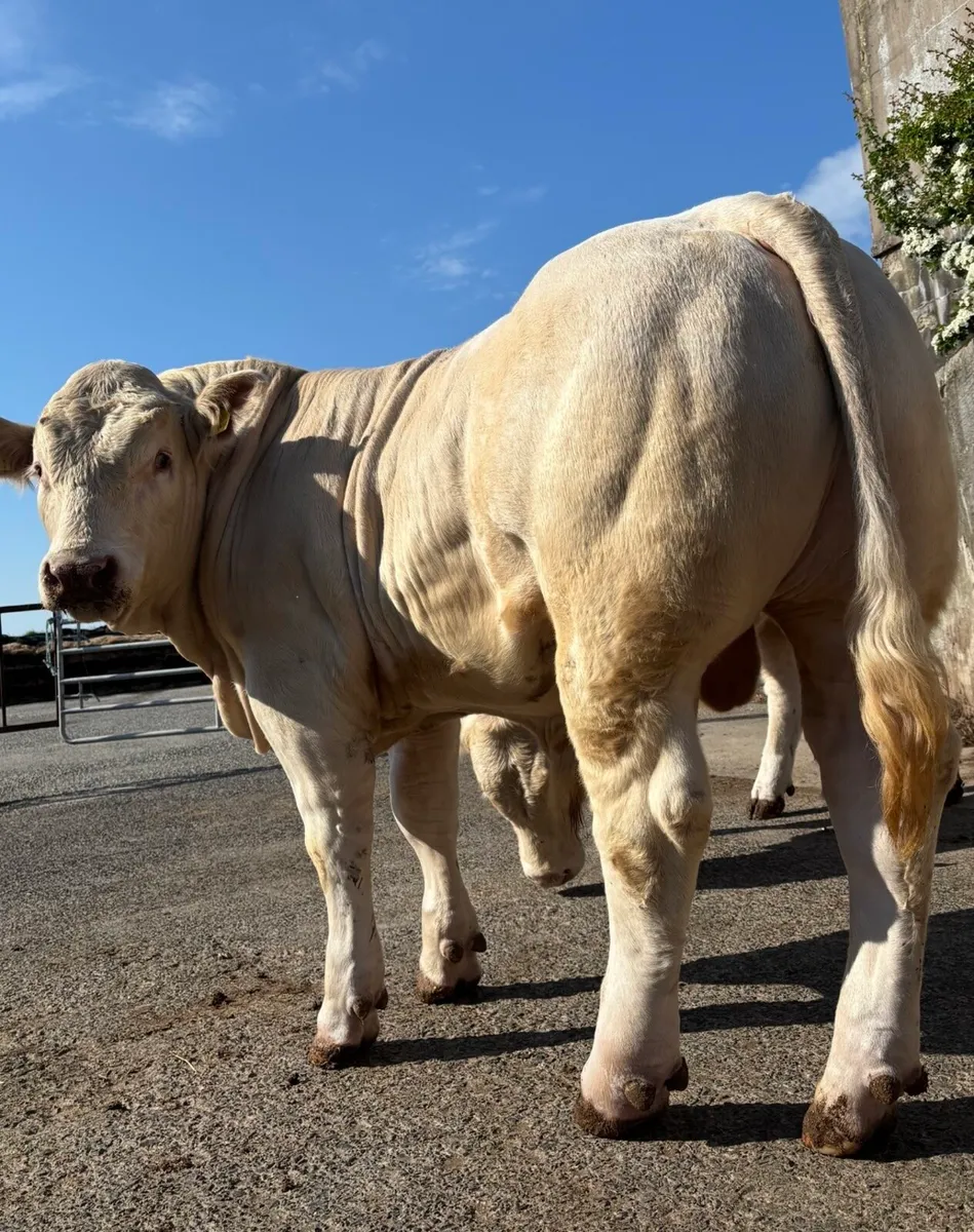 Charolais Bulls - Image 1