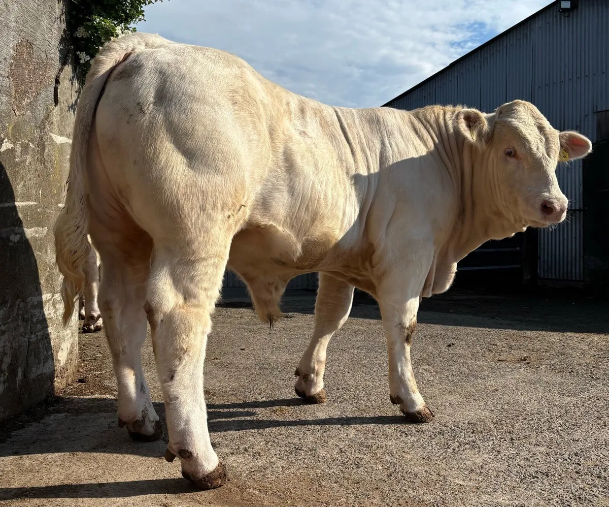 Charolais Bulls - Image 2