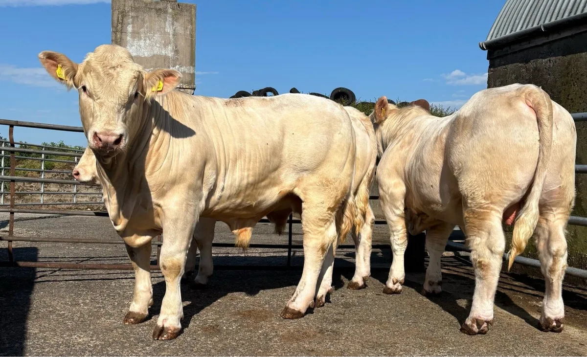 Charolais Bulls - Image 3