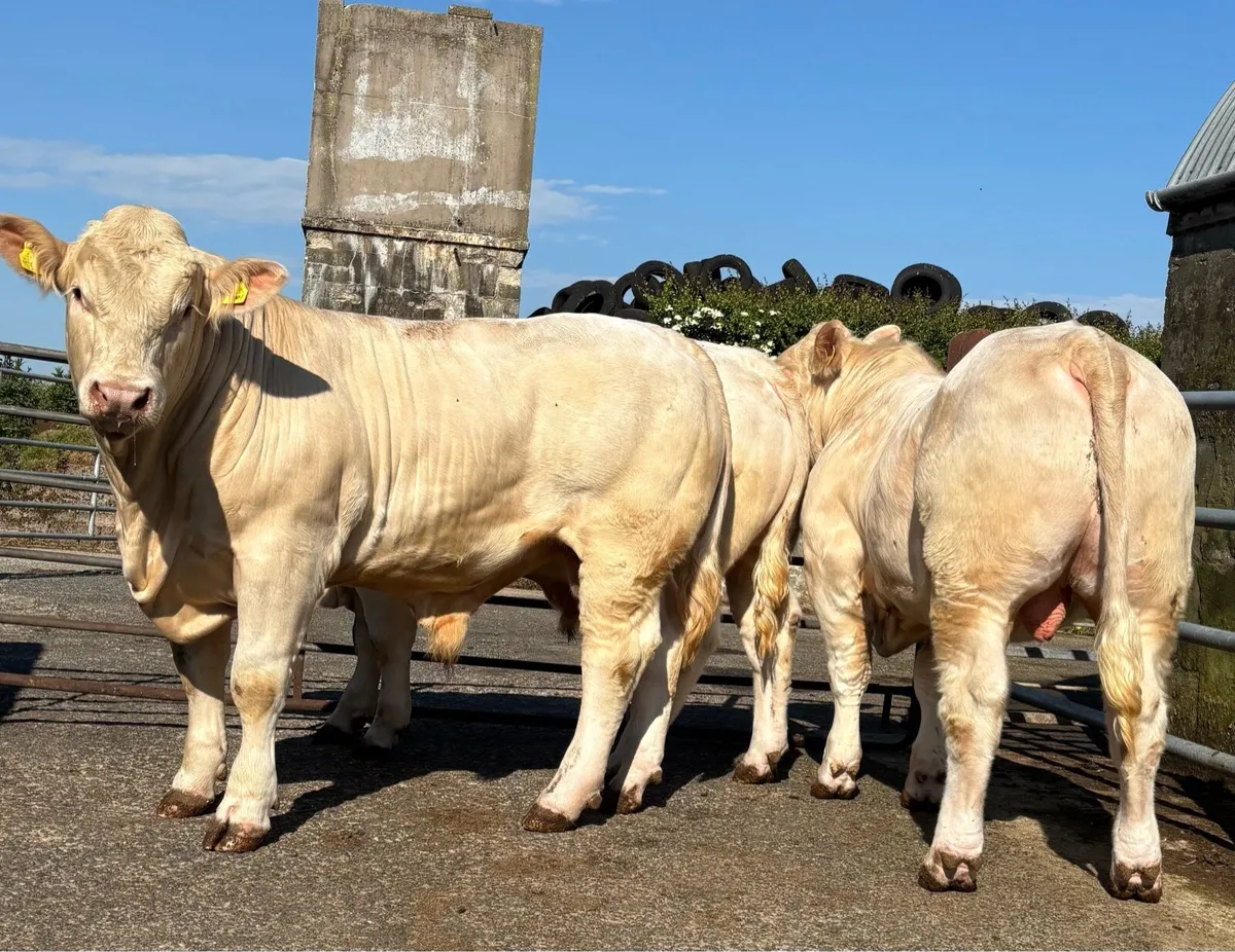 Charolais Bulls - Image 4