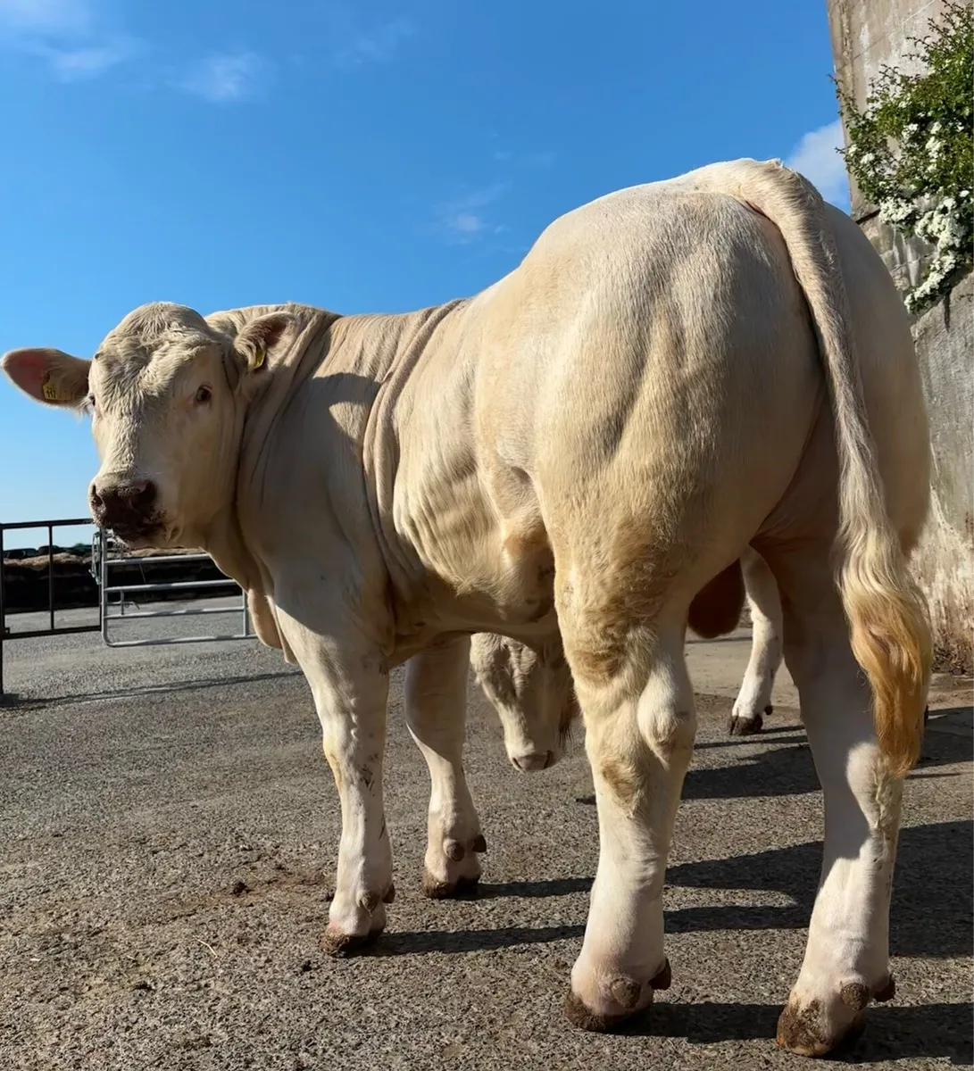Charolais Bulls - Image 3
