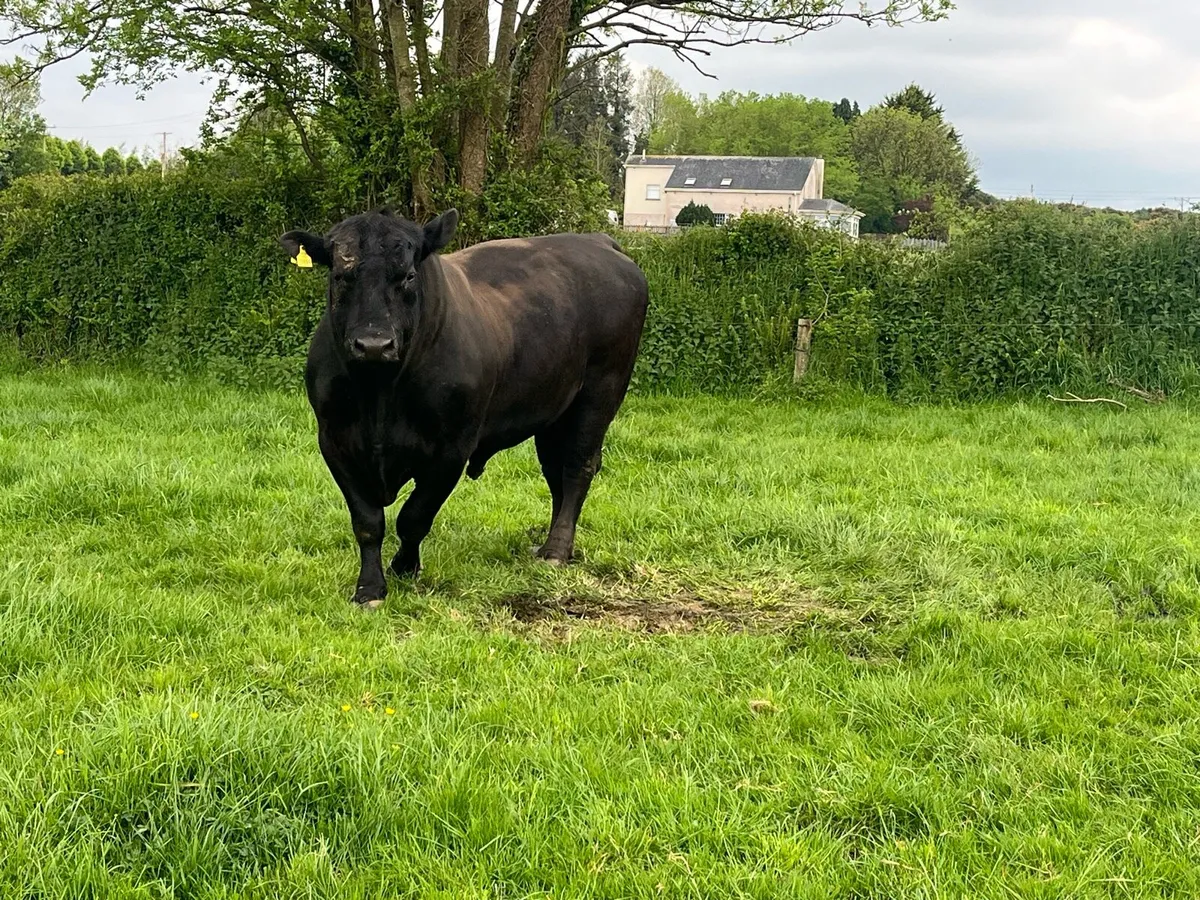 5 STAR ANGUS  BULL - Image 3