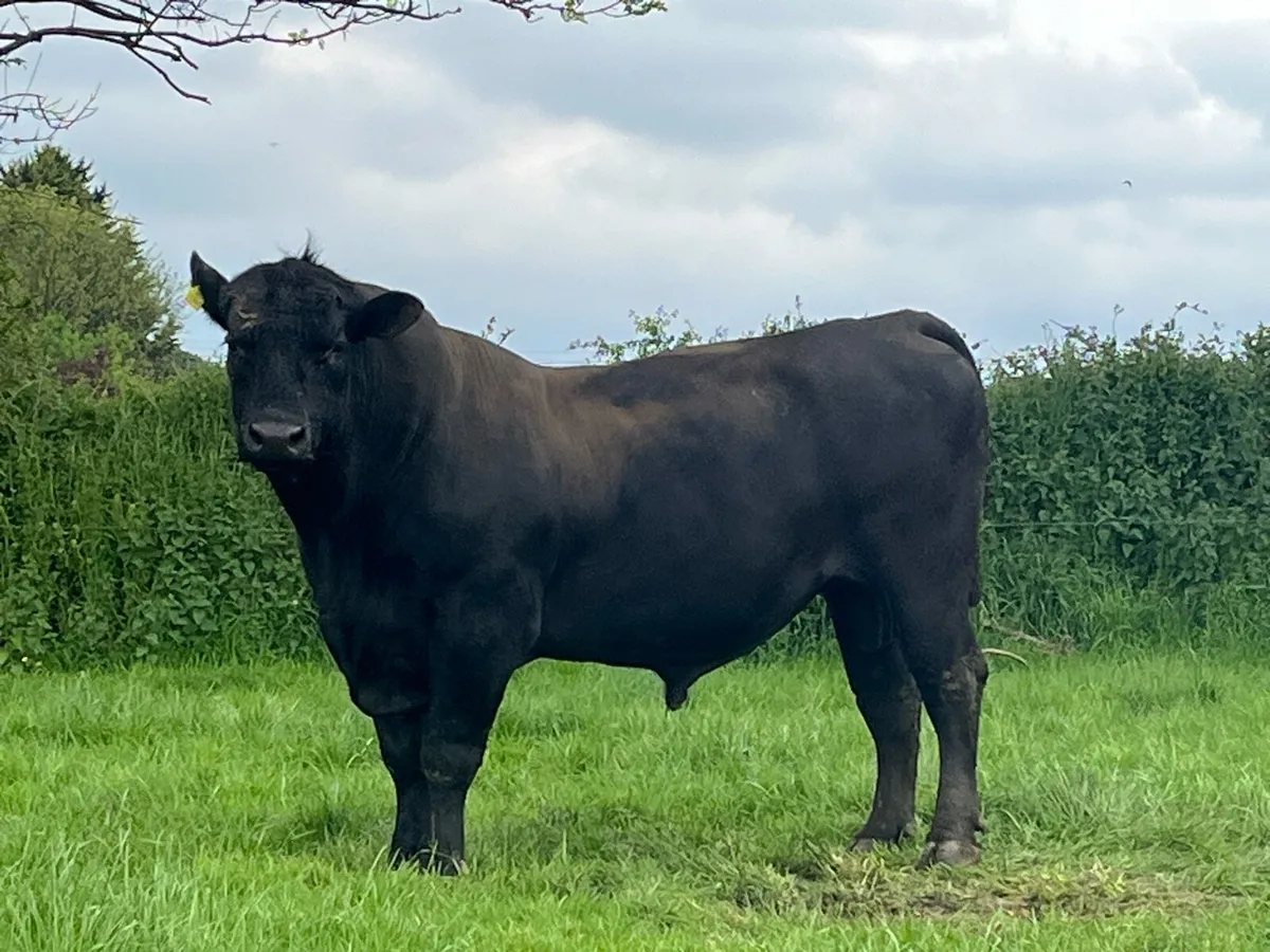5 STAR ANGUS  BULL - Image 1