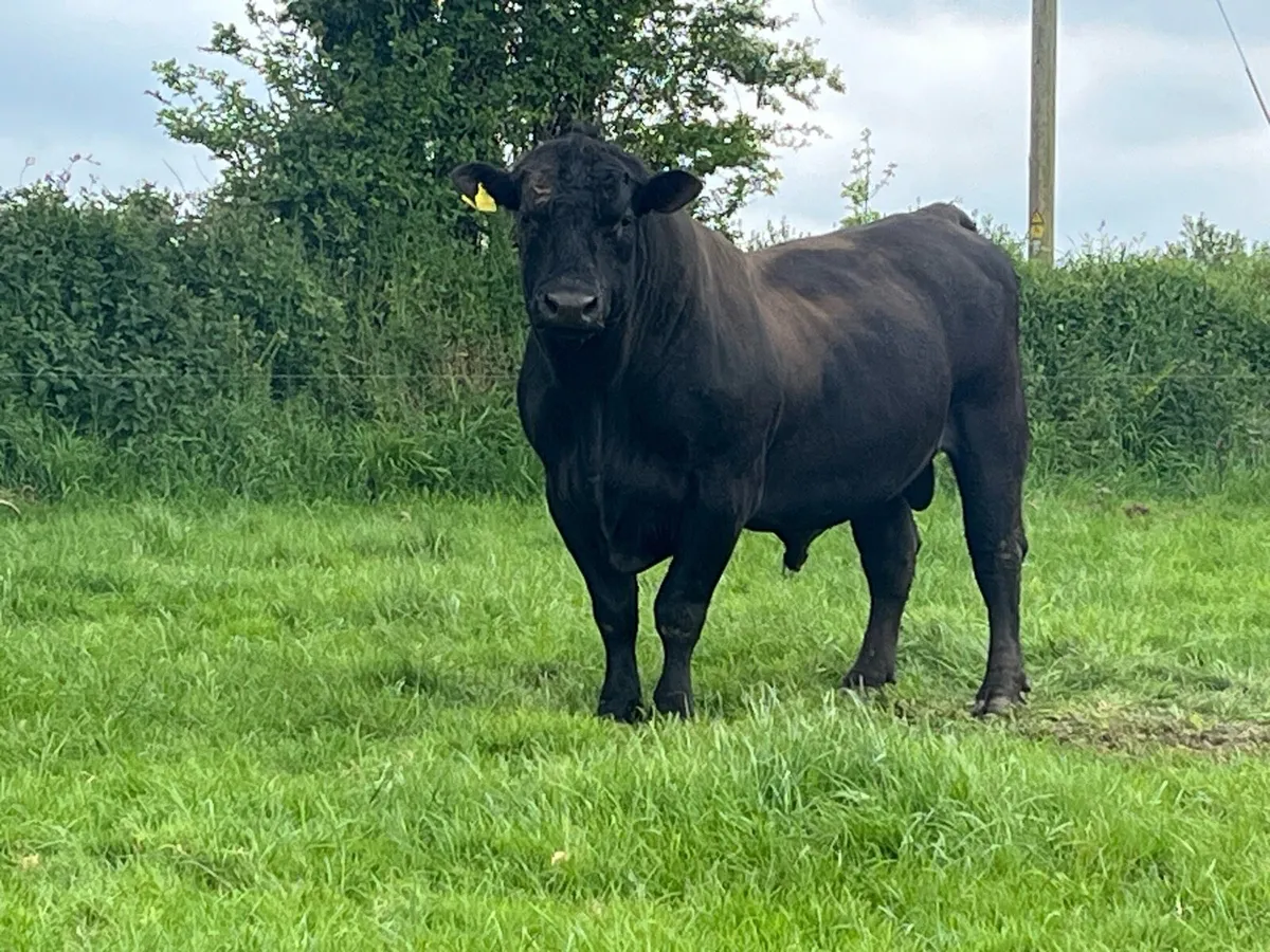 5 STAR ANGUS  BULL - Image 4
