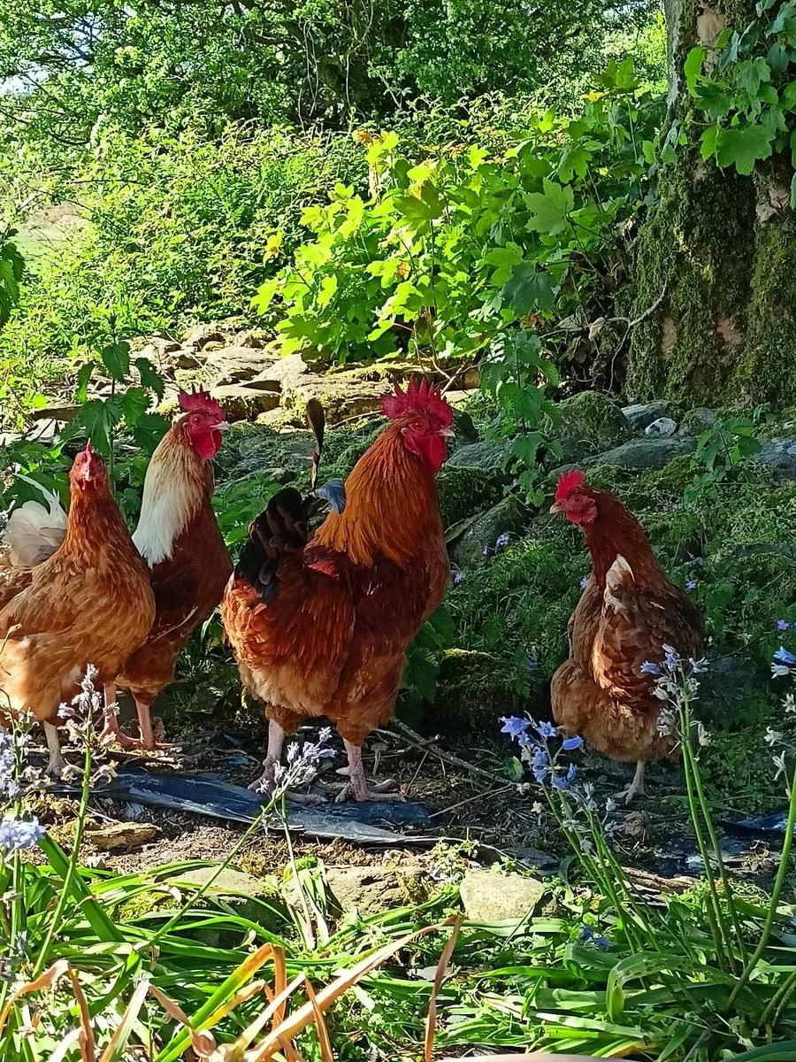 Geese/Roosters - Image 1