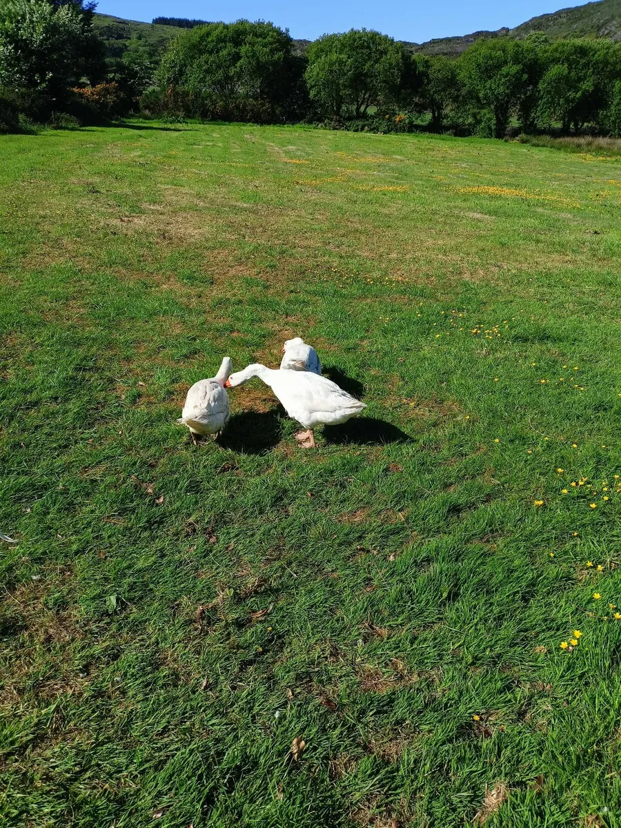 Geese/Roosters - Image 2