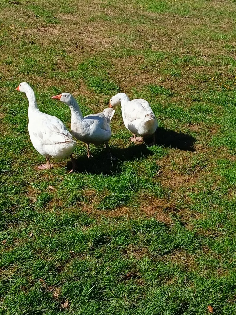 Geese/Roosters - Image 3