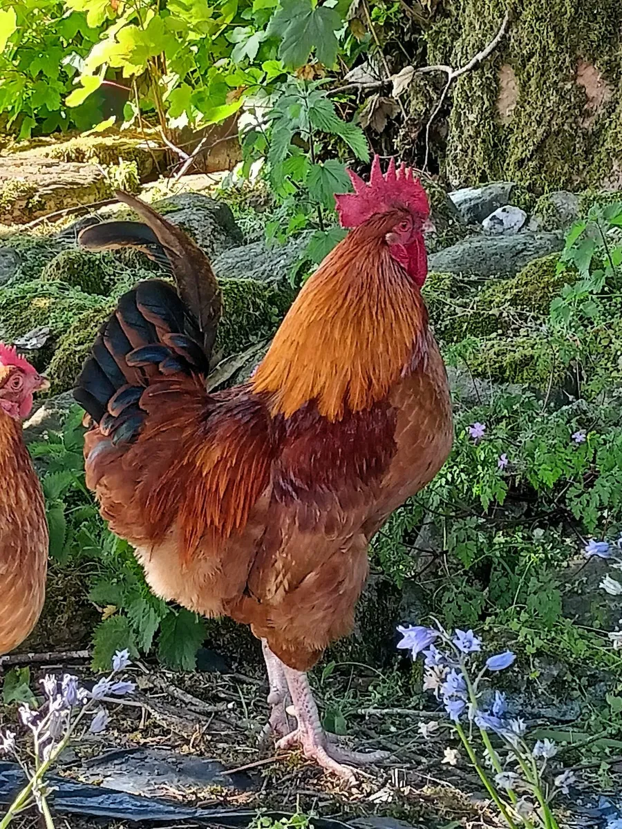 Geese/Roosters - Image 4