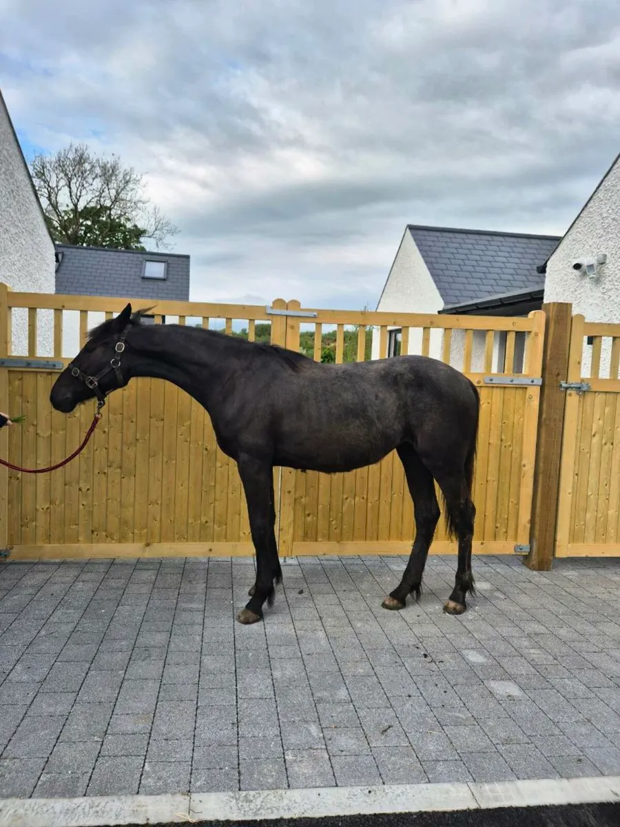 BLACK IRISH SPORT HORSE X CONNEMARA - Image 1