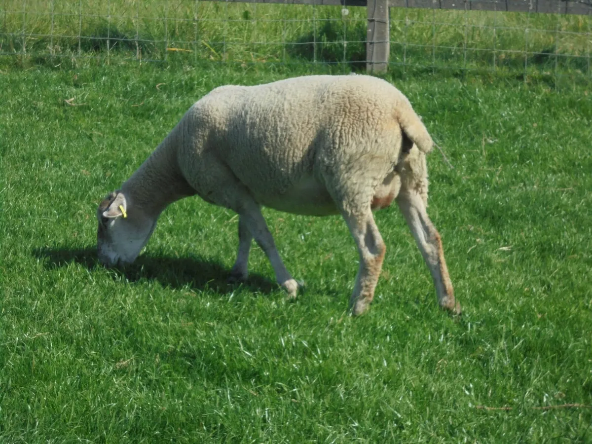 Hogget Ewes and Lambs - Image 2