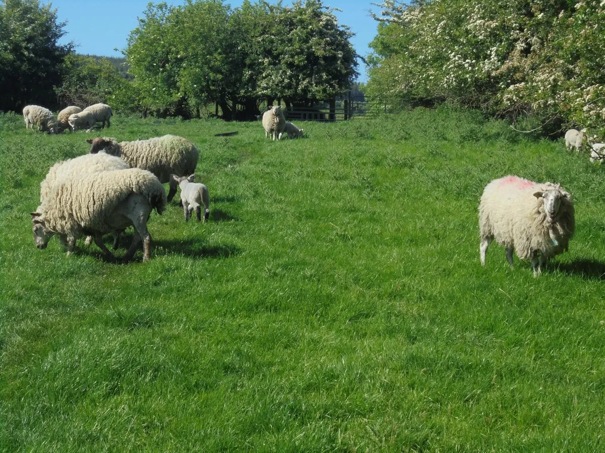Hogget Ewes and Lambs - Image 3