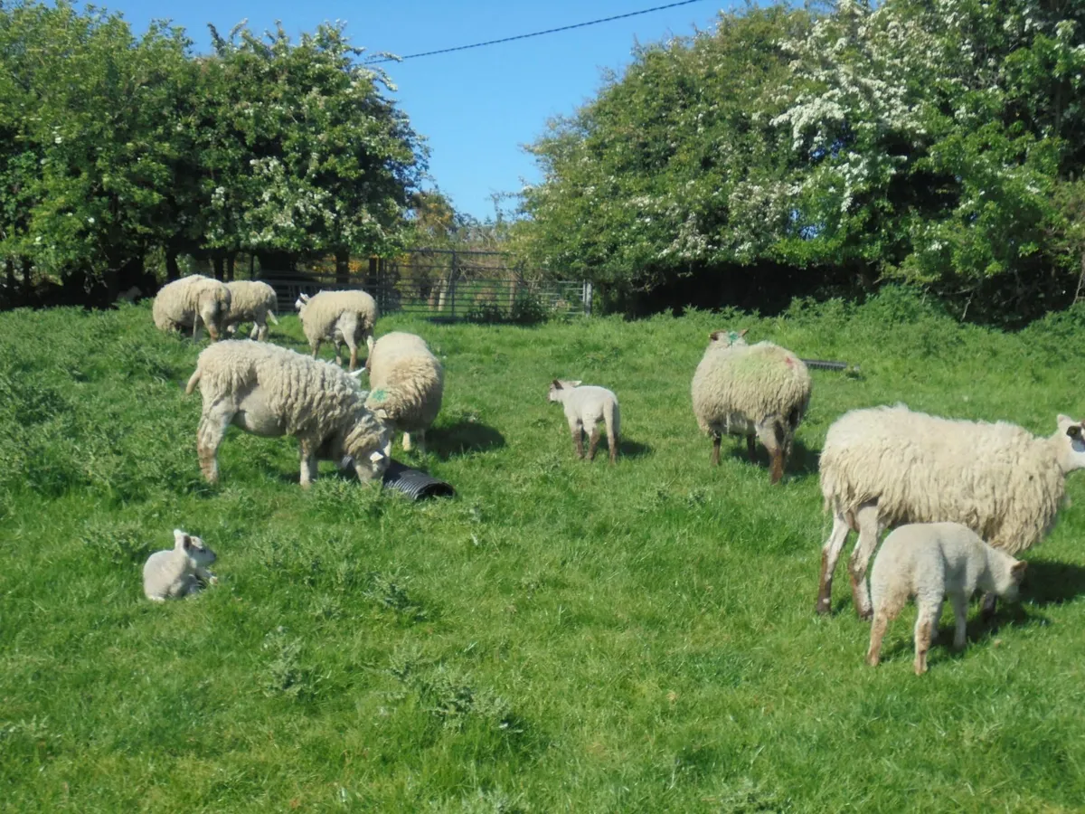 Hogget Ewes and Lambs - Image 4