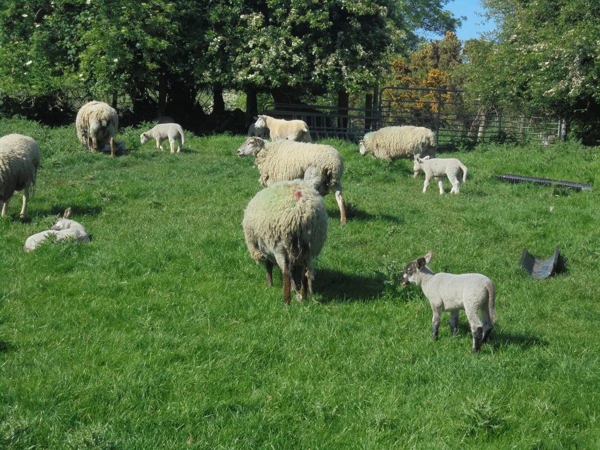 Hogget Ewes and Lambs - Image 1