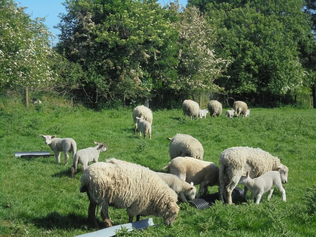 Hogget Ewes and Lambs - Image 1