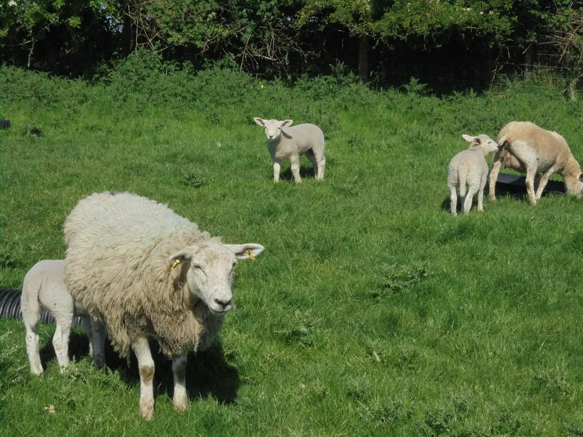 Hogget Ewes and Lambs - Image 2