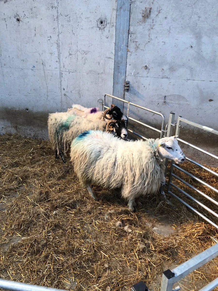 5 ewes