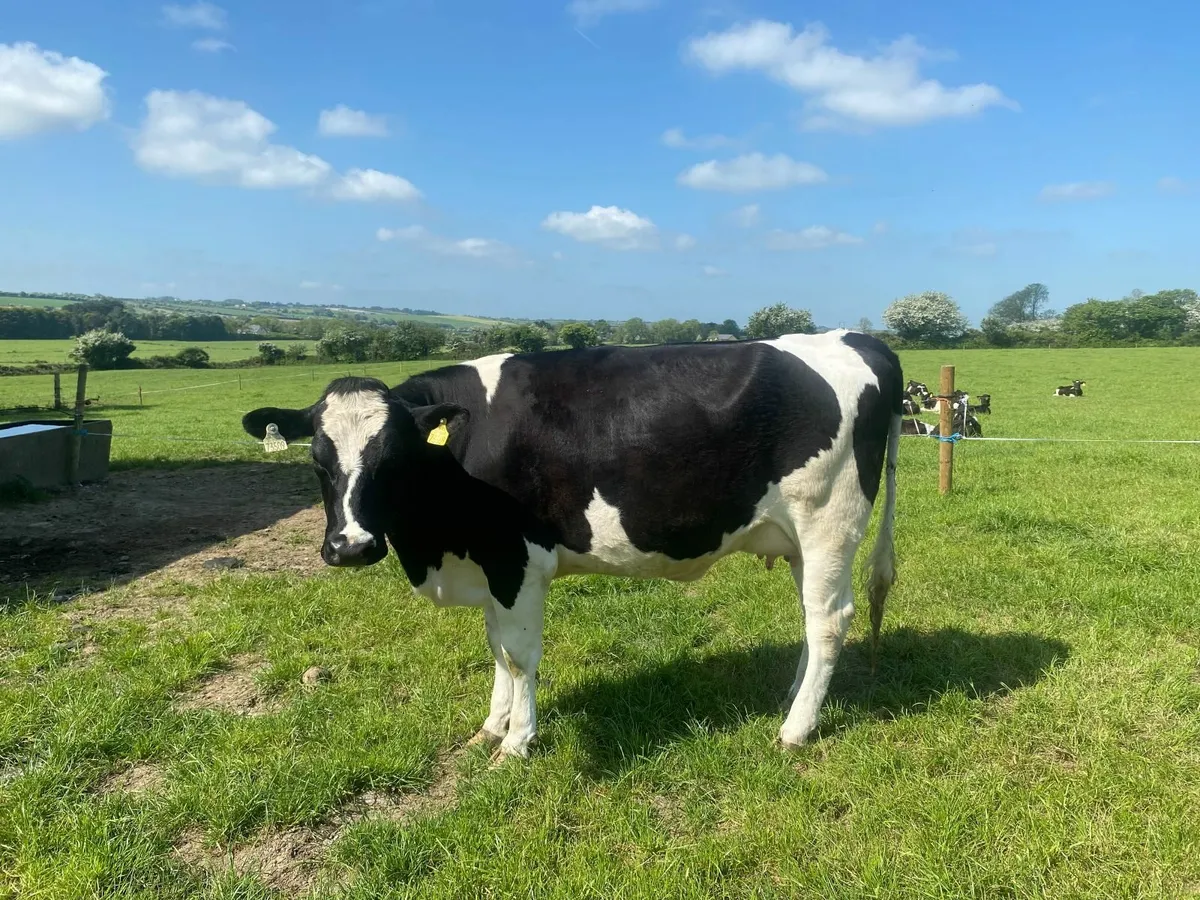 In calf Heifer for sale - Image 1