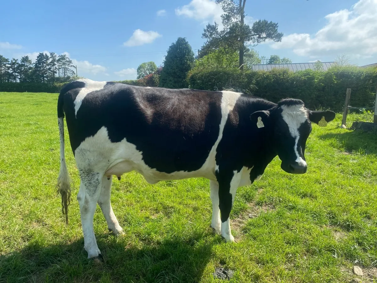 In calf Heifer for sale - Image 2