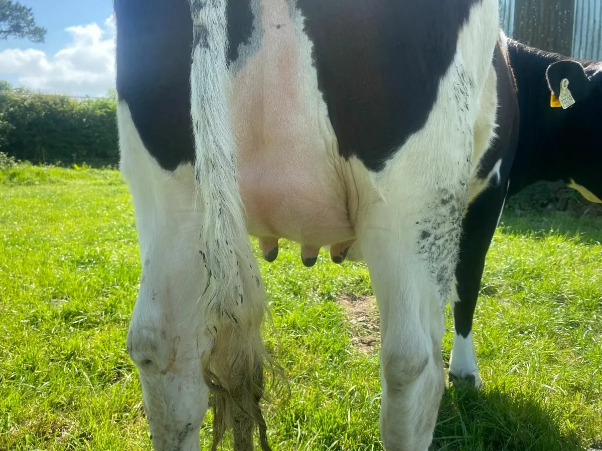 In calf Heifer for sale - Image 3
