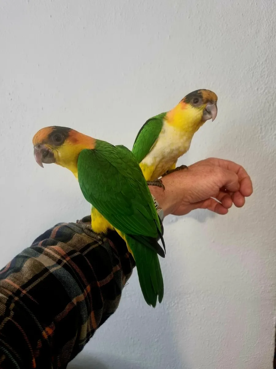 Silly Tame Baby Caique Parrots - Image 1
