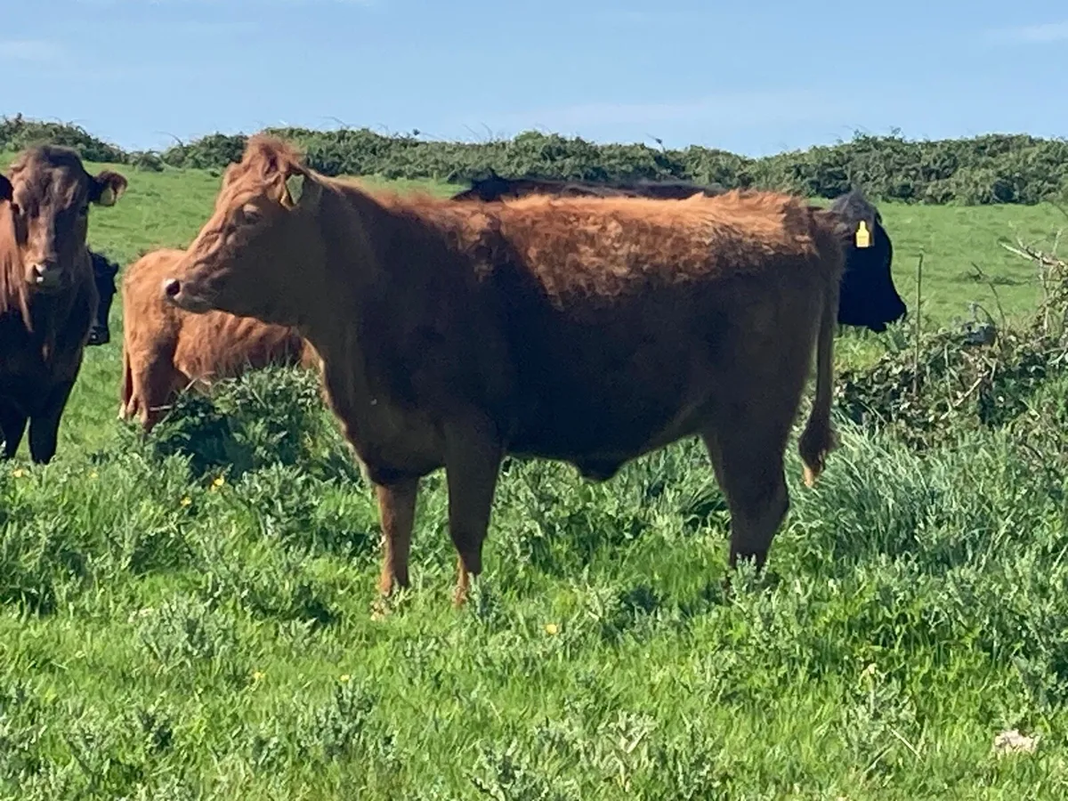 Organic Pedigree Dexter Heifers - Image 2